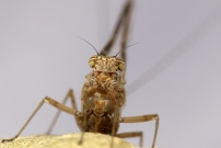 Un phmre. Une femelle mature (phmroptre - Baetidae - Cloeon dipterum)